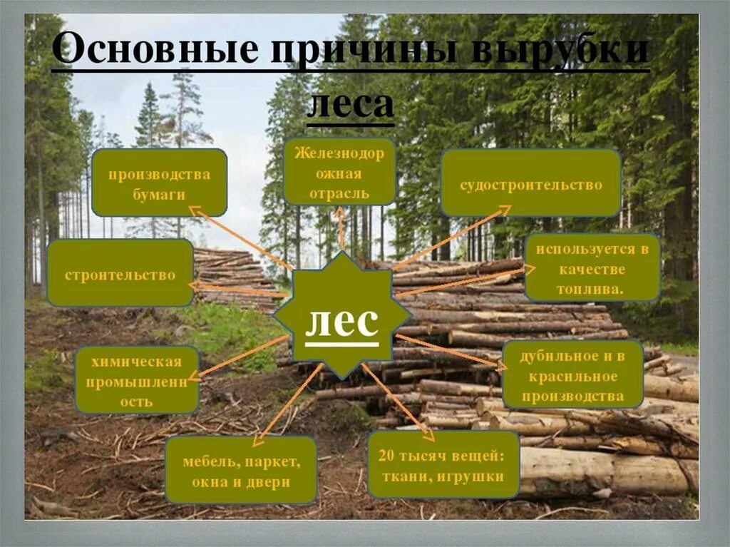 Организация использования лесов. Массовое сведение лесов причины. Вырубка лесов причины. Уничтожение лесов причины. Последствия сведения лесов.