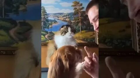 Zippocat video