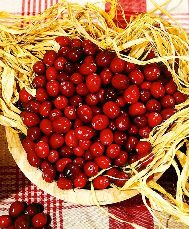 Клюква крупноплодная стивенс. Клюква сорт бен лир. Клюква крупноплодная бен леар. Клюква сорта описание. Продолговатый сорт клюквы.