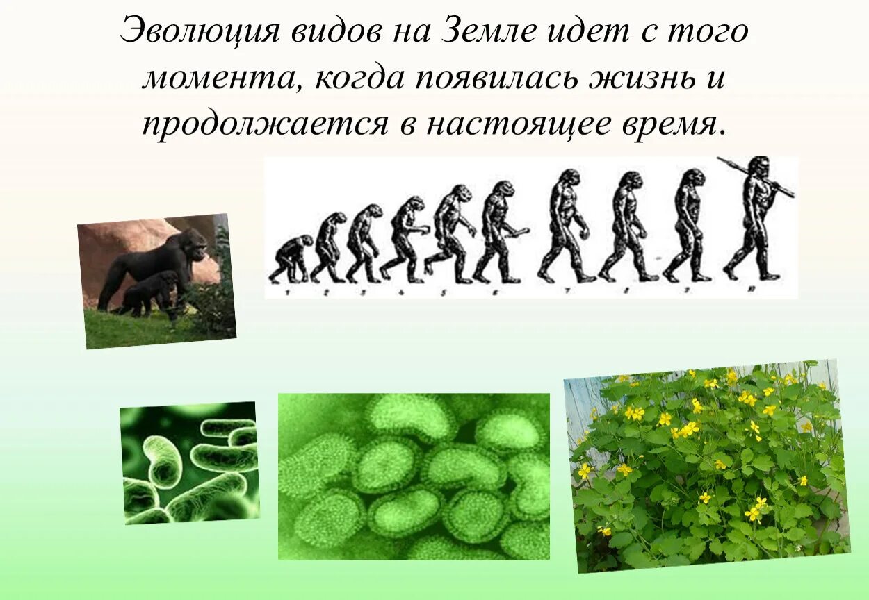 Примеры эволюции живых организмов. Эволюция. Эволюция организмов. Примеры эволюции. Эволюция по биологии.