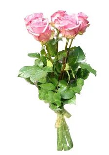 Rose 20