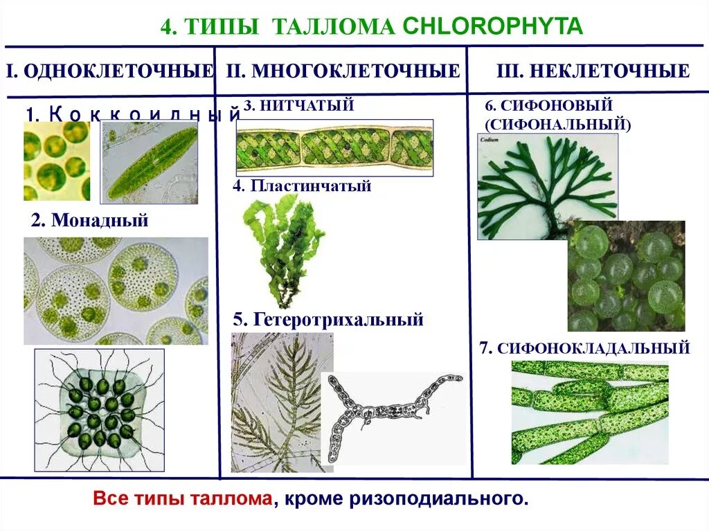 Зеленые водоросли формы. Типы талломов водорослей. Типы талломов водорослей таблица. Одноклеточные и многоклеточные зеленые водоросли. Типы организации таллома водорослей.