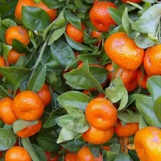 Саженцы мандарина