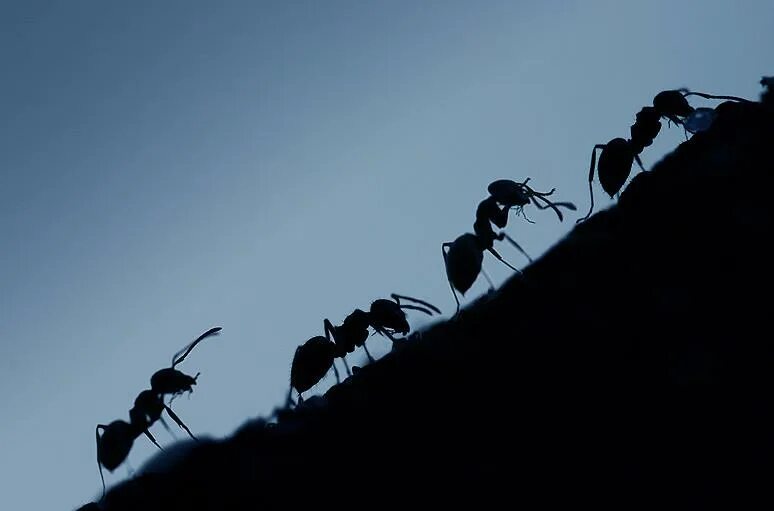 Муравьиные дороги. Насекомые муравей. Насекомые муравей. Муравьи бегут. Муравьи идут друг за другом.