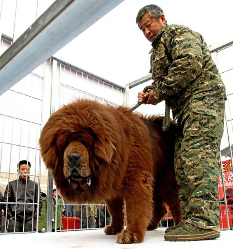Сколько стоит большое то. Тибетский мастиф. Тибетский мастиф большой. Собаки породы тибетский мастиф. Мастиф тибетский мастиф.