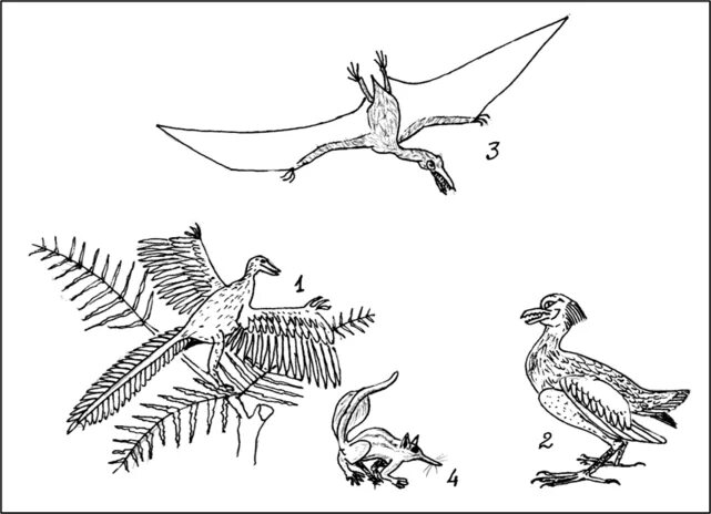 Энантиорнис. Археоптерикс. Археоптерикс раскраска. Птицы делятся на ящерохвостые и веерохвостые. На рисунке изображена реконструкция археоптерикса