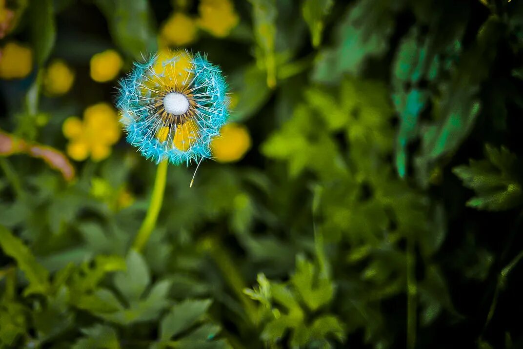 Одуванчик на синем фоне. Голубой одуванчик растение. Голубой одуванчик растение. Синий одуванчик. Слушать одуванчики голубые.