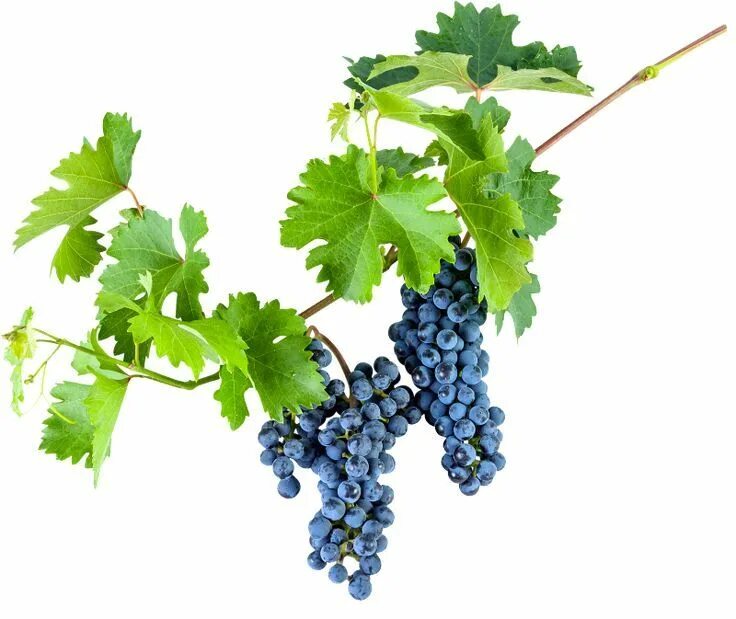Pin by Tirador on GraPes in 2023 Grapes, Picture wall, Fruit