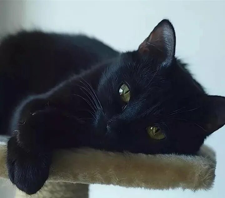 Как найти черного кота