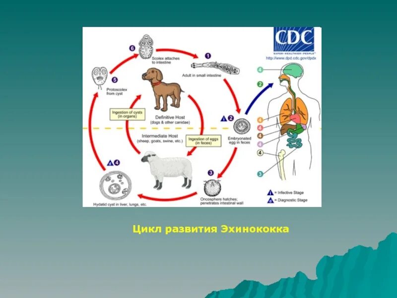 Эхинококкоз цикл развития схема. Цикл жизни эхинококка. Цикл развития эхинококка. Эхинококкоз цикл развития.