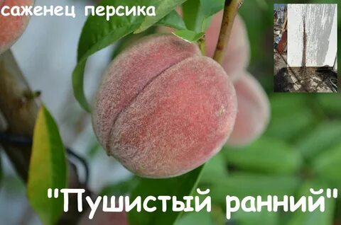 Персик "Пушистый ранний" купить на OZON по низкой цене (912114324)