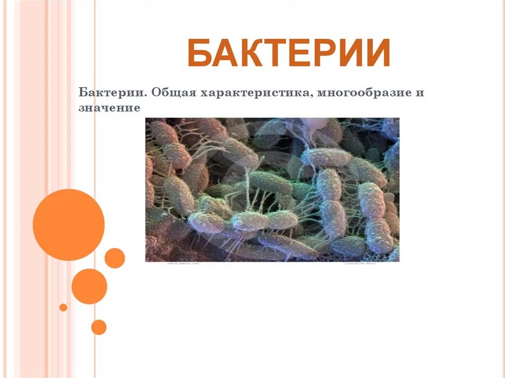 Тест многообразие и значение бактерий и вирусов. Бактерии энциклопедия. Бактерии окружающий мир. Полезные бактерии. Что такое бактерии 3 класс.