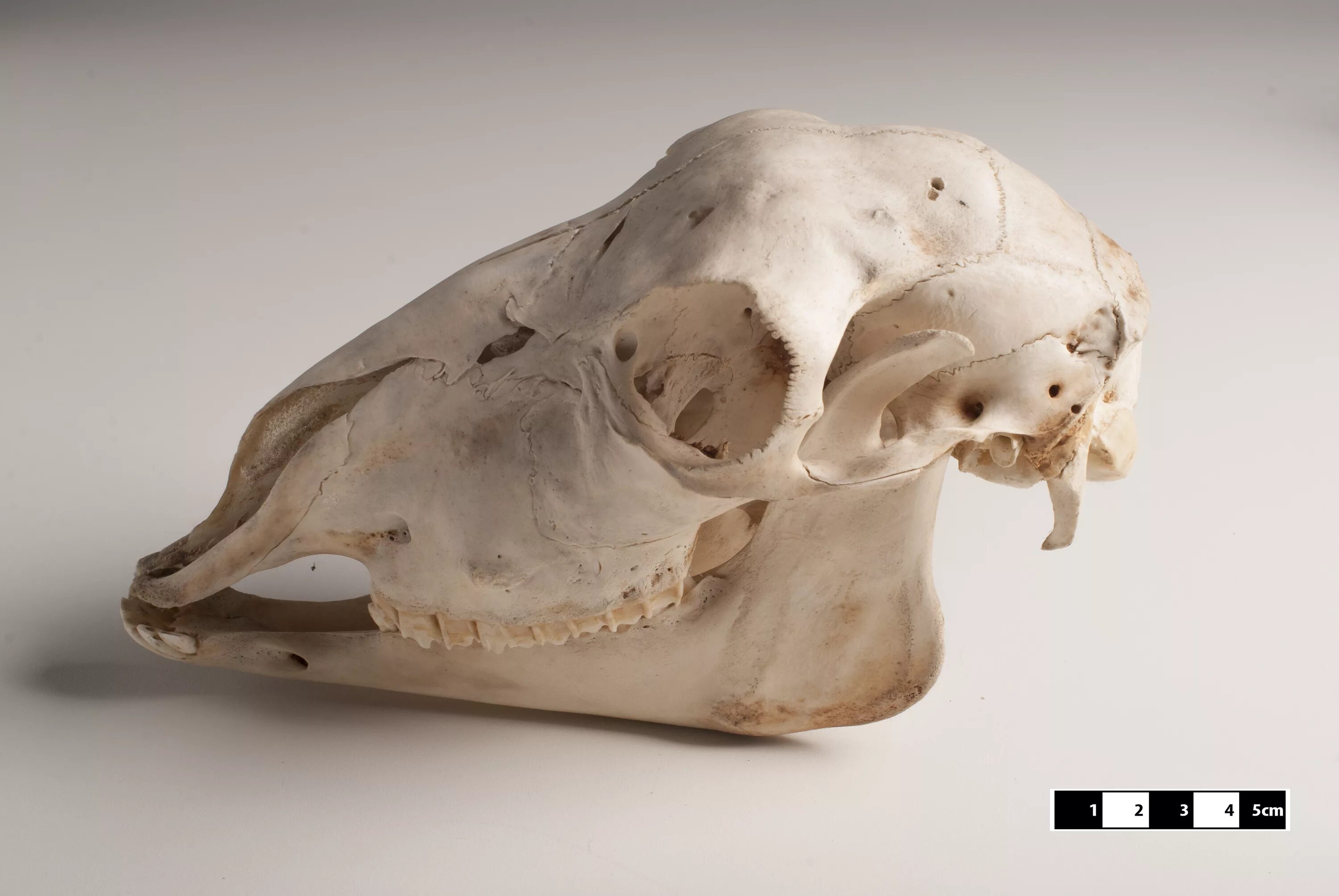 Череп барана анатомия строение. Череп овцы строение. Череп барана референс сбоку. Череп ягненка. Череп ягненка.