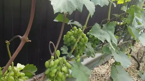Виноград в воронеже