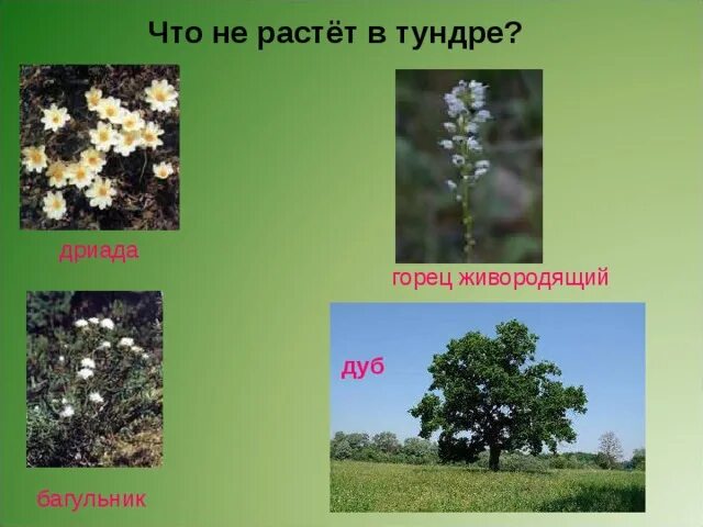 Что растет в тундре. Растут ли дубы в тундре. Дуб растет в тундре. Чего растет в тундре. Растет ли ель в тундре