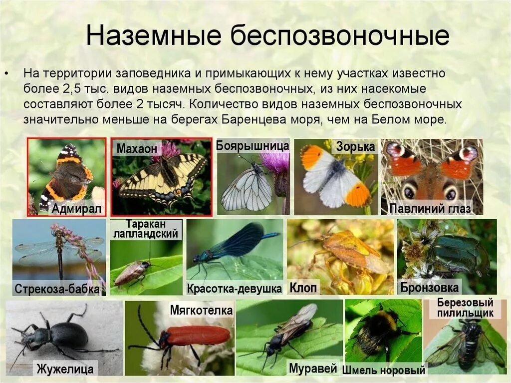 Биология 7 класс многоклеточные животные беспозвоночные. Беспозвоночные животные. Позвоночные морские животные. Беспозвоночные разных видов поселяются. Позвоночные и беспозвоночные.