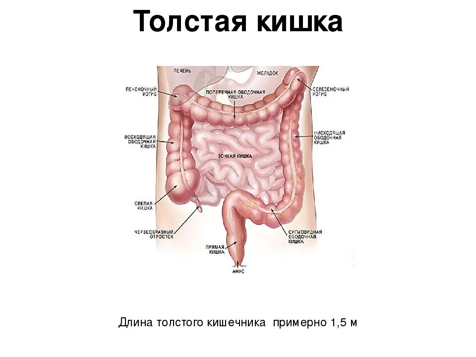 Анатомия тонкого кишечника человека схема. Схема строения толстой кишки. Толстая кишка строение ЕГЭ. Отделы Толстого кишечника человека схема.