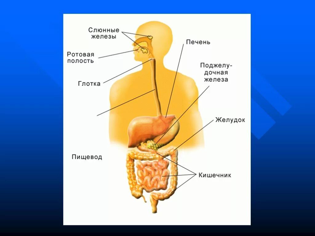 Анатомическое строение пищеварительной системы человека. Пищеварительная система человека путь пищи. Процесс пищеварения в организме человека схема. Пищеварительная система человека схема питательных веществ. Пищеварительный процесс человека