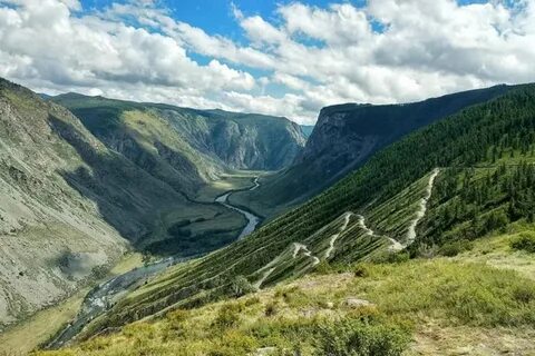 Алтайский рос