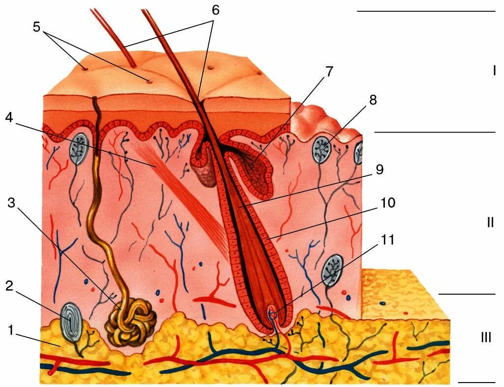 Дыхание кожными покровами. Эпидермис дерма подкожная клетчатка. Слой 1) эпидермис 2) дерма 3) гиподерма. Строение кожи рис 107. Строение кожи человека рисунок 107.