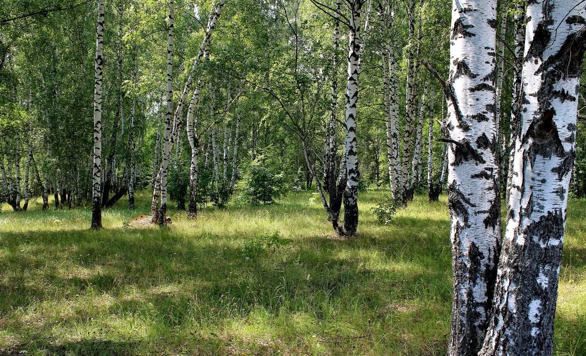 сапоги мои скрип да скрип под березою. роща белоствольная. лето березы. под каждой березой. рубцов сапоги мои скрип да.