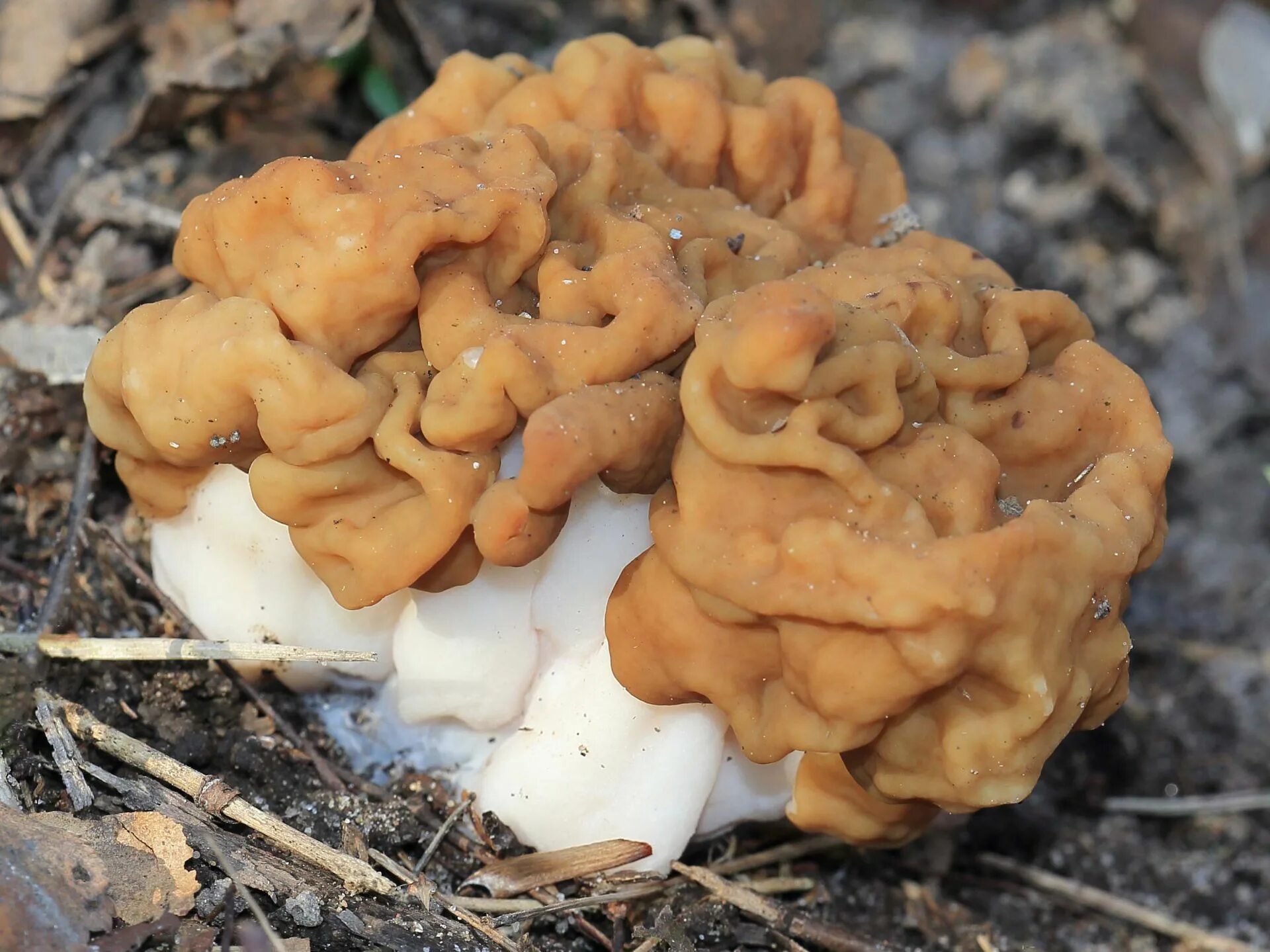 Сморчок гигантский. Строчок гигантский — Gyromitra Gigas.. Гриб строчок обыкновенный. Гриб строчок и сморчок. Весенние грибы сморчки.