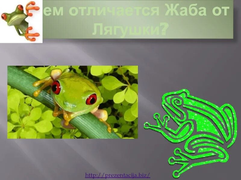 Чем лягушка отличается от жабы 2. Отличие жабы от лягушки. жаба и лягушка отличия. как отличить жабу от лягушки. презентация на тему зеленая лягушка биологи.