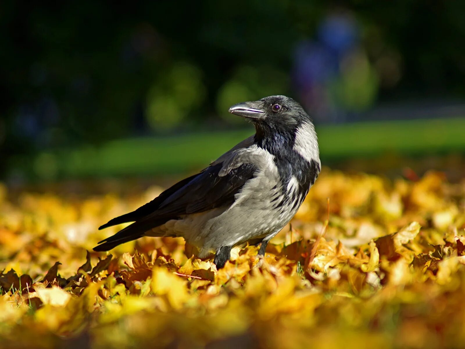 Осень птицы. Птицы осенью. Птицы в осеннем лесу. Птицы в листве. Покажи осенних птиц