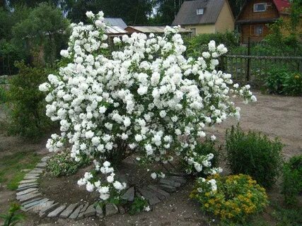 Можно ли обрезать чубушник
