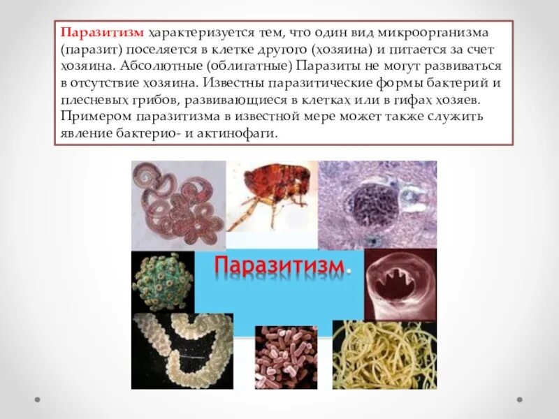 Среда обитания бактерий паразитов. Паразитизм бактерий примеры. Микроорганизмы паразиты. Формы бактерий паразитов.