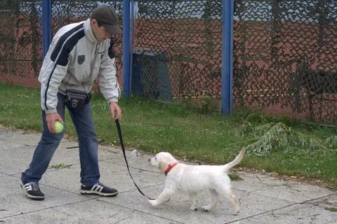 Дома собака на поводке