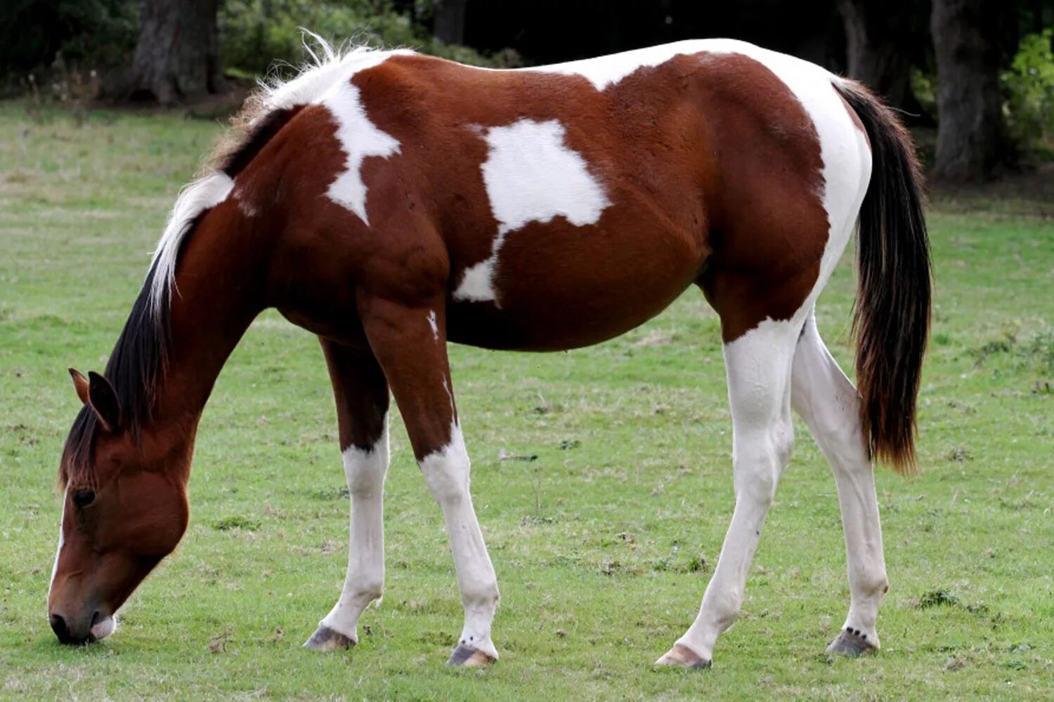 Лошадка. Лошадей 3 лет. Лошадка рисунок. Лошадей 3 лет. Лошадь пермь.