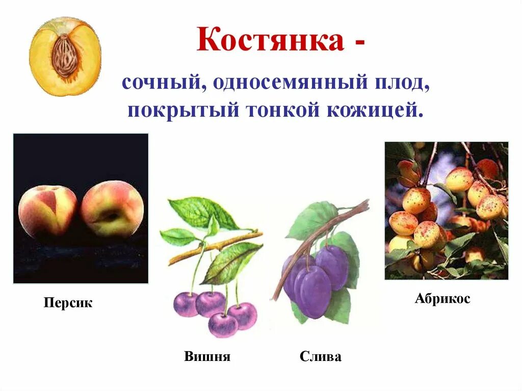 Односемянные косточковые. Сочные однокостянные плоды. Растение с односемянным плодом:. Персик плод костянка.