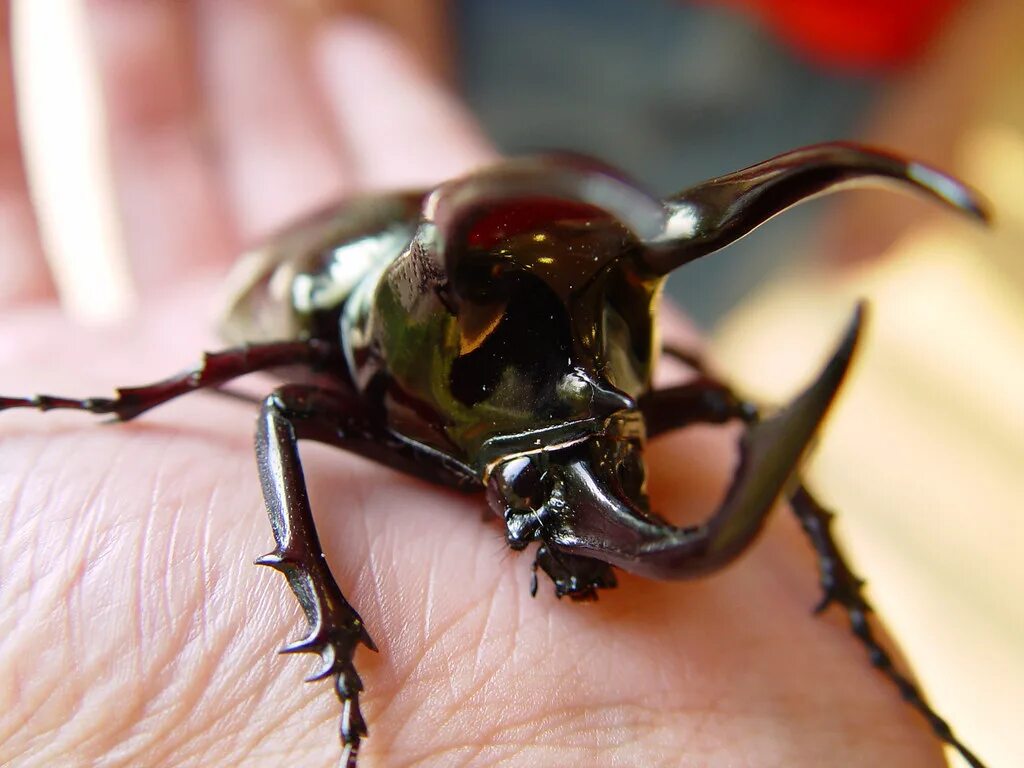File:Chalcosoma atlas  Wikipedia