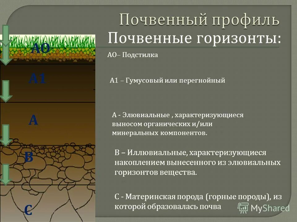 Смена почвенных горизонтов от поверхности вглубь земли