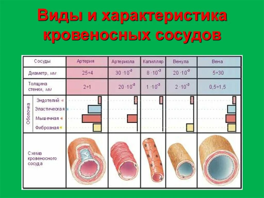 Соответствие артерии вены капилляры. Общая характеристика кровеносных сосудов. Диаметр артерии вены капилляры. Сравнительная характеристика кровеносных сосудов. Строение артерии вены и капилляры.