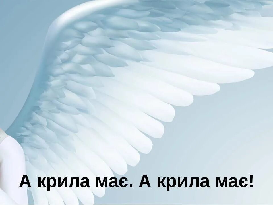 Анатомия ангелов. Взять под крыло значение фразеологизма. Крила слова. Крила слова. Крила ліна костенко.