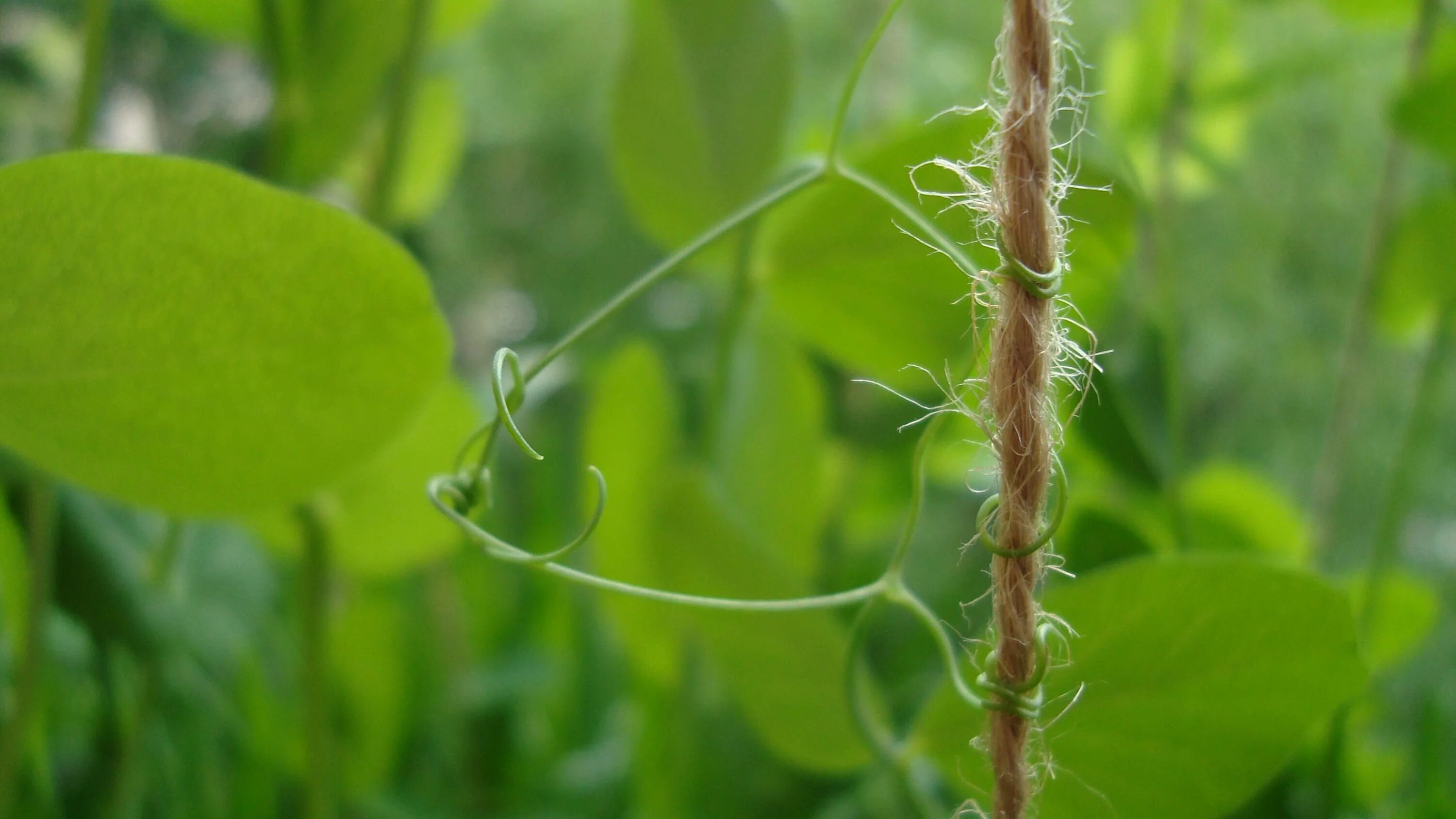 Echinocystis lobata. Горох посевной листья. Растения с листьями усиками. Вика яровая листья. Листья усики.