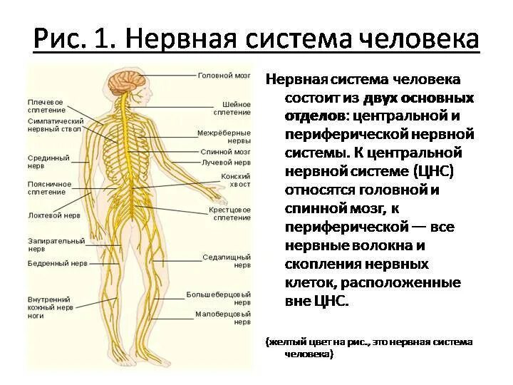 Схема нервной системы человека Центральная и периферическая. Нервная система из чего состоит схема. ЦНС человека состоит из. Нервная система человека состоит из. Название органа периферической нервной системы человека