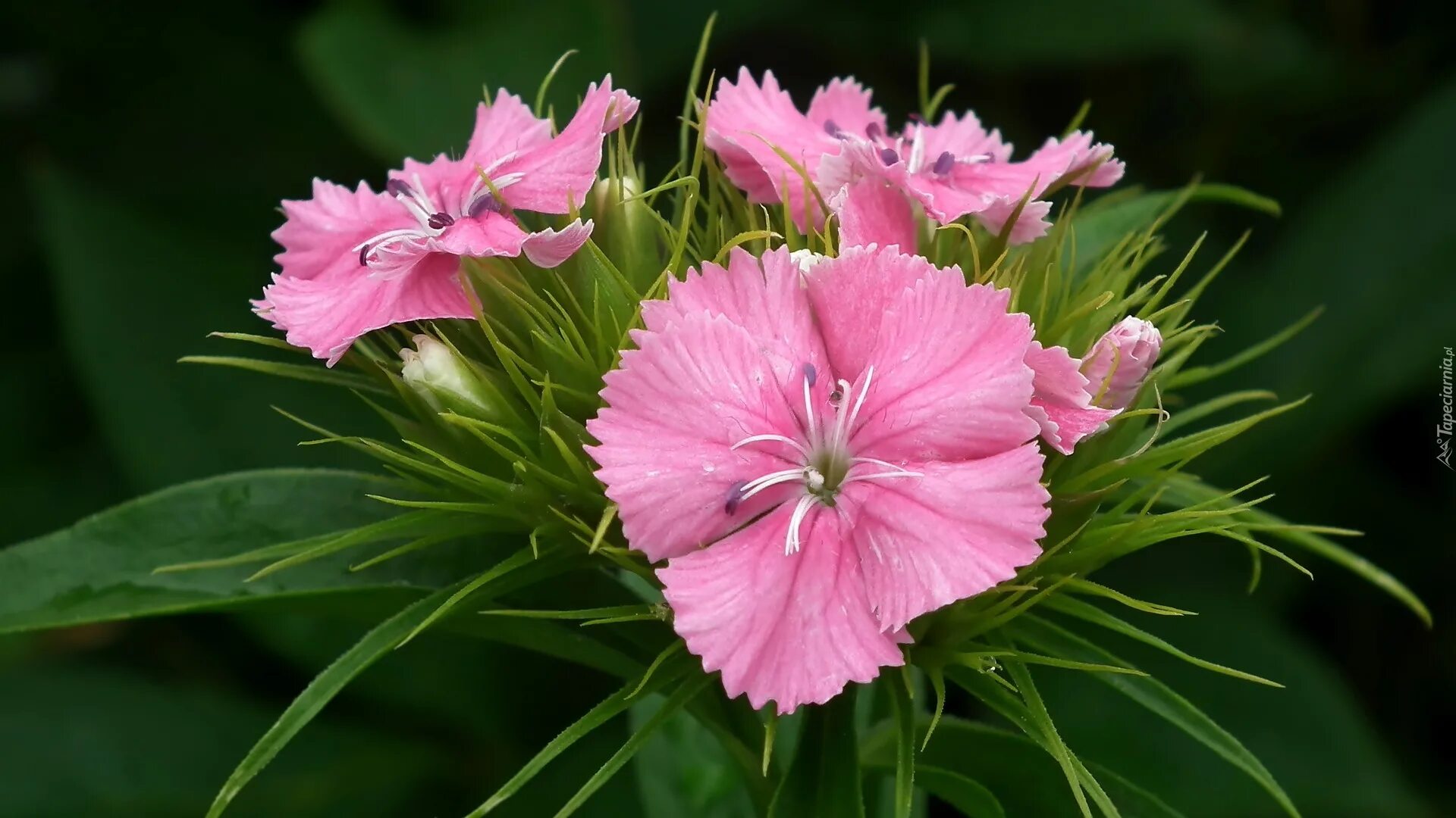 Гвоздика ли. Гвоздика перистая миссис Синкинс. Гвоздика Menorca Pink. Гвоздика Шабо. Гвоздика Ледже Пинк.