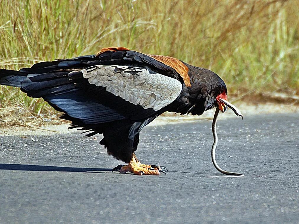 Birds killing. Орел Скоморох фигляр. Terathopius ecaudatus. Орел Bateleur. Орлан Скоморох.