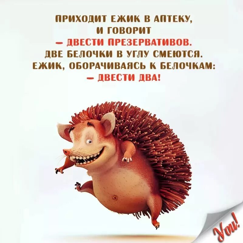 Афоризмы про ежиков. Забавные ежики. Ежик юмор. Цитаты про ежика. Ежики статус