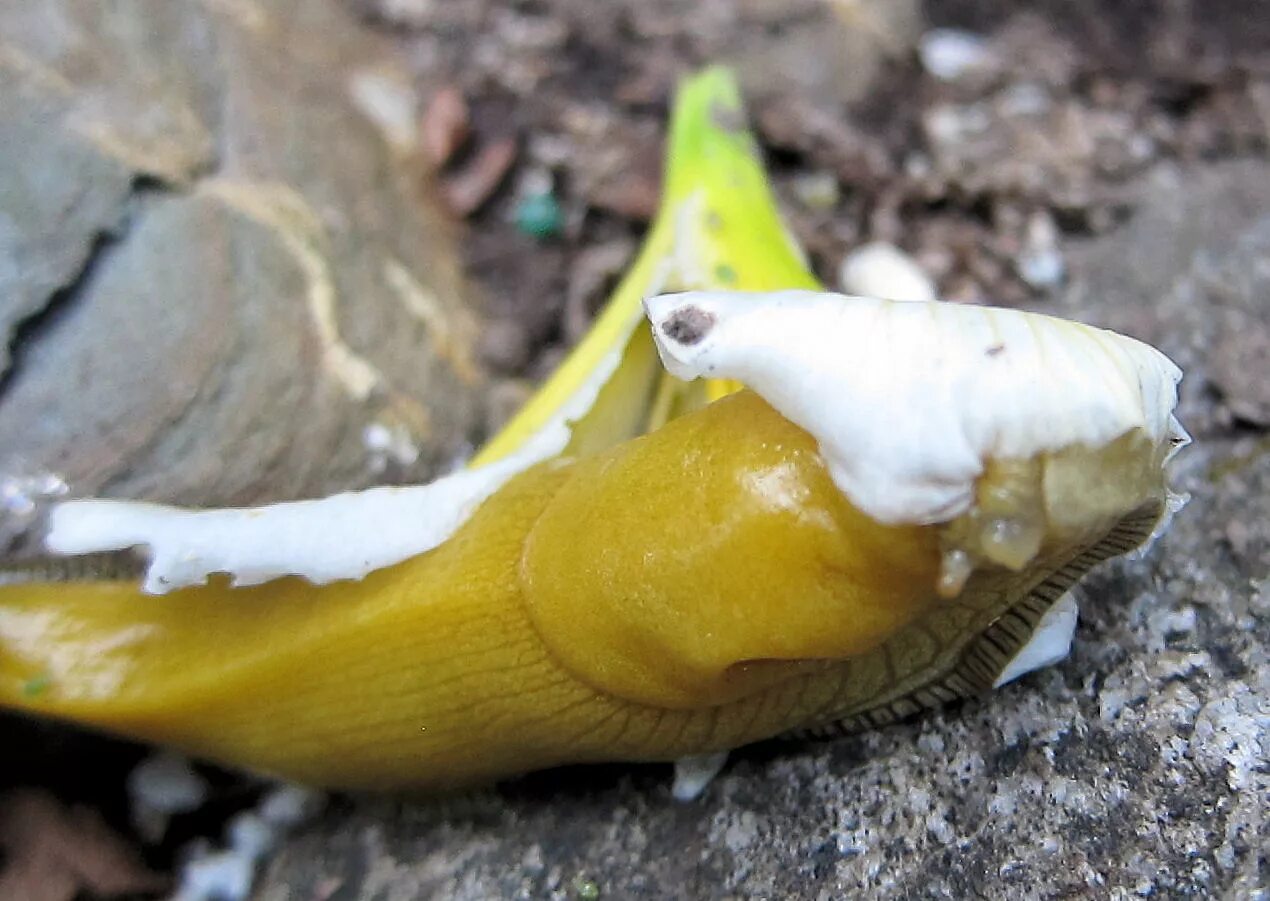 Альпийский банановый СЛИЗЕНЬ. Банановые слизни спариваются. Половые органы слизняков.