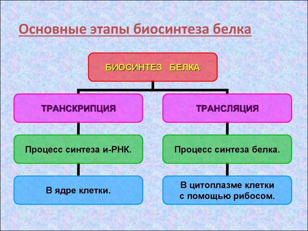 Синтез белка фаза. Основные этапы биосинтеза белка. Биосинтез белка этапы биосинтеза. Перечислите этапы синтеза белка. Основные этапы биосинтеза белков.