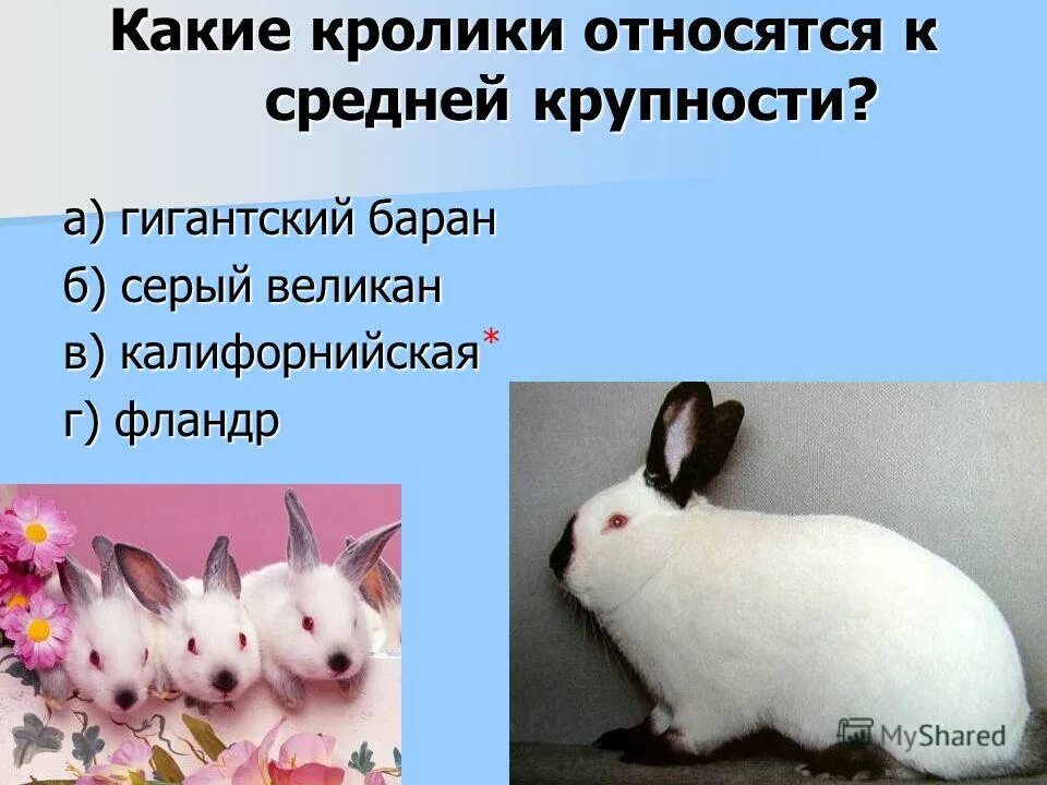 К какому классу относится кролик