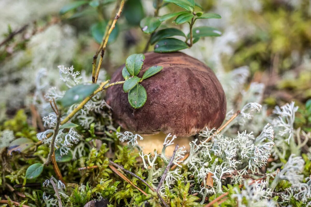 Грибные места краснодарского края и адыгеи. Грибы в лесу с добрым утречком. Грибы краснодарского края и адыгеи осень. Грибные места в краснодарском крае. Грибники адыгеи форум.