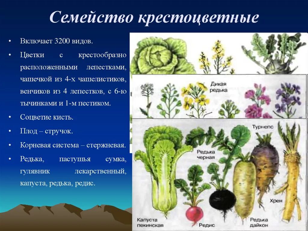 К семейству крестоцветных относится примеры. Брокколи семейство крестоцветные. Семейство крестоцветные капустные представители. Гинецей крестоцветных. Семейство крестоцветные биология 6 класс.