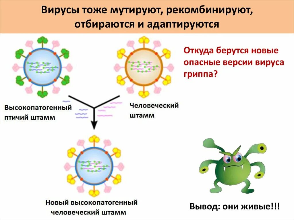 Вирусы способны к самостоятельному обмену. Мутация вируса. Мутации вируса гриппа. Механизм мутации вирусов. Типы мутаций вирусов.