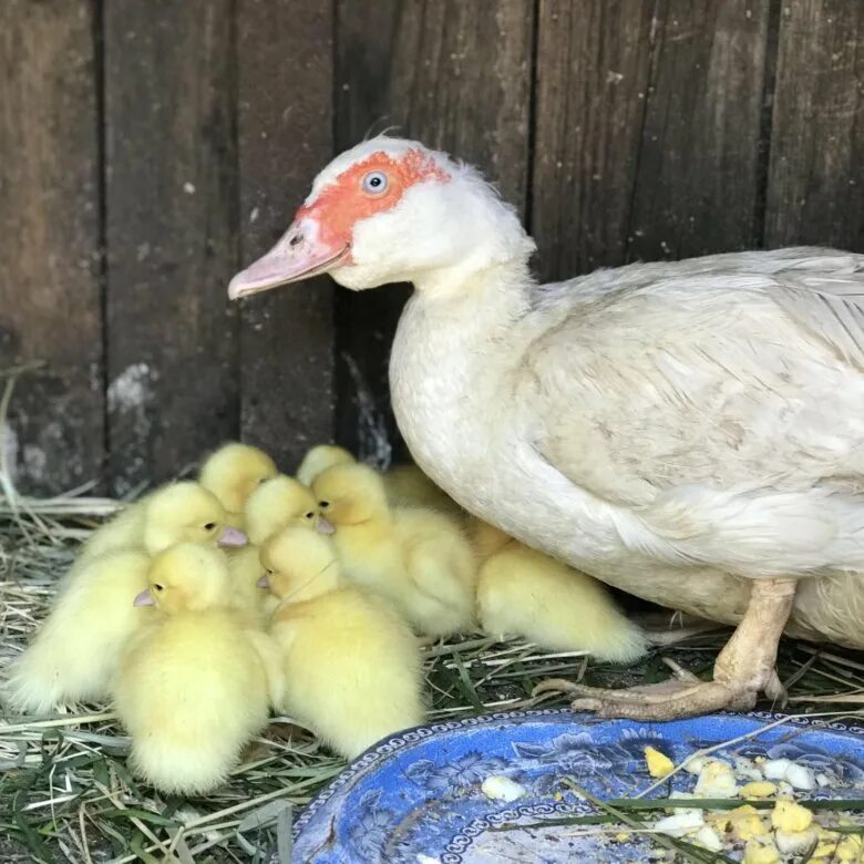 Белый селезень индоутки. Белые мускусные утки. Белые индоутки. Белые индоутки. Индоутки мускусные утки.