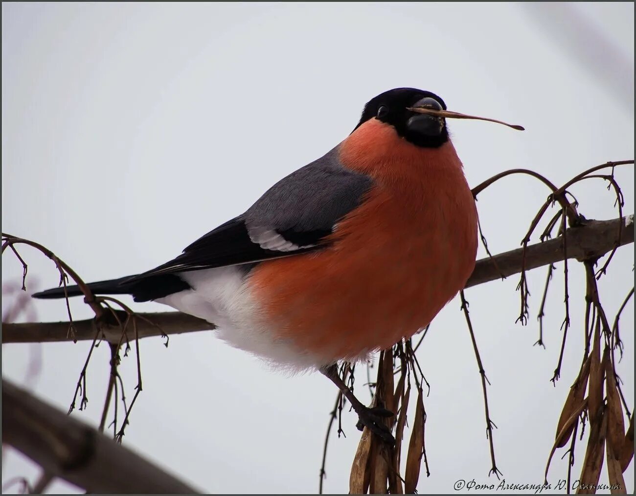 Птицы похожие на снегирей с красной. Серогрудый Снегирь. Птицы с красной грудкой Снегирь. Певчая птичка с красной грудкой. Птичка с красной грудкой но не Снегирь.